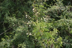 Acacia intsia